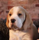 Chovatelská stanice nabízí štěňátka beagle s PP