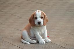 CHS beagle nabízí bicolorního pejska s PP