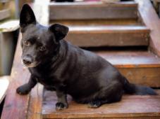 Marley - menší psík, 5 let