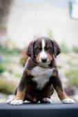 Prodám štěňátka Appenzellský salašnický pes s PP