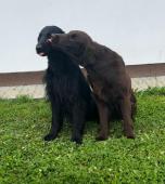 Flat coated retriever