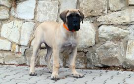 Bulmastif bullmastiff  bullmastif bulmastiv