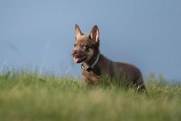 Australská kelpie