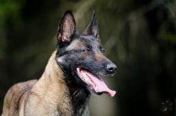 Belgický ovčák malinois