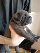 Bullmastif, Bullmastiff