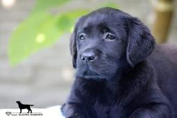 Černá štěňata Labrador Retriever s PP