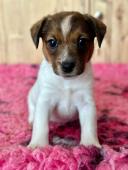 JACK RUSSELL TERIER FENKA S PP