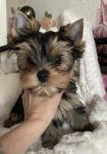 Yorkshire terrier pejsek