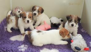 Jack Russell teriér s průkazem původu