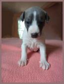 vipet (Whippet)