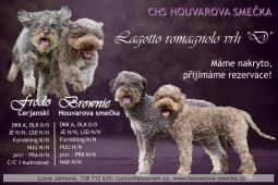 Lagotto romagnolo