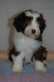 Bearded Collie