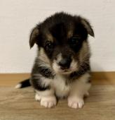 Welsh Corgi Pembroke