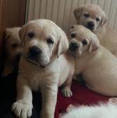 Labrador retriver s PP(pejsci)