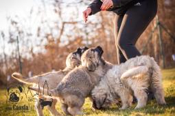 Kaukazsky ovčiak s PP FCI - Caucasian Shepherd dog