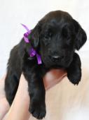 Štěně flat coated retriever - fenka