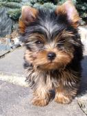 Štěně Yorkshire terrier s PP