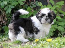 Shih-tzu , ši-tzu štěňátka s PP FCI