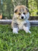 Štěňátka Akita Inu s PP