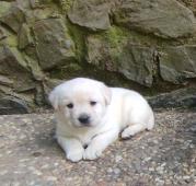 Labrador smetanová fenka s PP