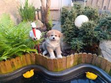 Akita inu s PP