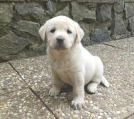 Labrador smetanová fenka s PP