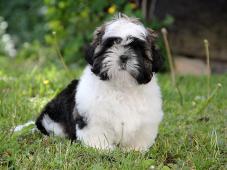 Shih-tzu , ši-tzu štěňátka s PP FCI