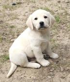 Labrador smetanová štěňátka s PP