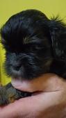 Prodám Lhasa Apso s PP