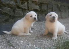 Labrador smetanová štěňátka s PP fenka k odběru