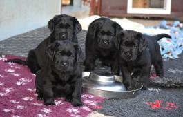 Labradorský retriever s PP