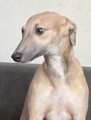 whippet