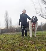 Pyrenejský mastin krycí pes