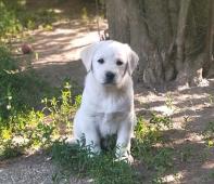Labrador štěňátka s PP fenka ihned