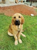 Ares