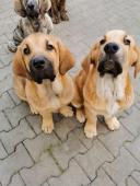 Ares a Aaron
