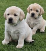 Labrador štěňátka s PP k odběru ihned
