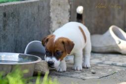 Jack Russell Teriér