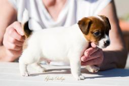 Jack Russell Teriér