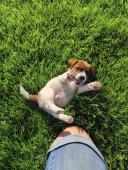 Jack Russell Teriér