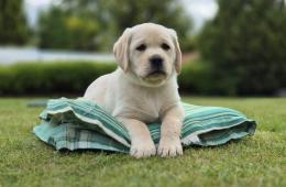 Labrador štěňátka s PP k odběru ihned