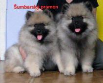 Německý vlčí špic Keeshond štěňata s PP