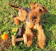 Prodám štěňata airedale terrier.