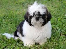 Shih-tzu , ši-tzu štěňátka s PP FCI