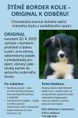 Štěně borderkolie k odběru