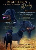 Beauceron - francouzský ovčák