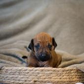 Rhodesian Ridgeback s pp