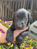 štěňátka FLAT COATED RETRIEVER