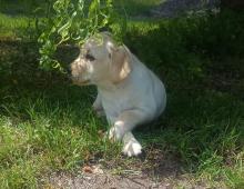 nabídka štěněte labradorského retrievera