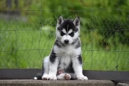Sibiřský husky s PP